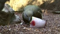 Des douches pour les rhinos, des glaces pour les perroquets… Comment le zoo de Beauval rafraîchit ses animaux en pleine canicule