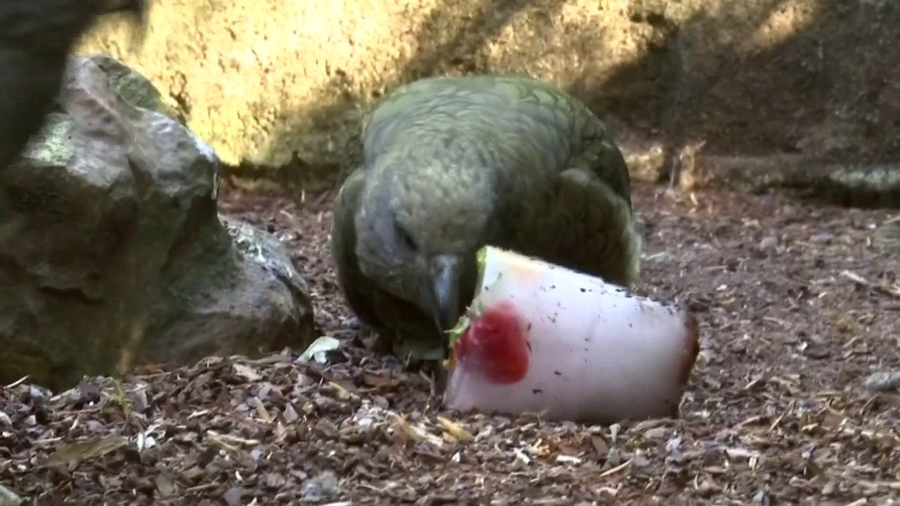 Des douches pour les rhinos, des glaces pour le...