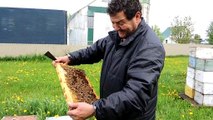 L'apiculteur Ali Agougou de Beauharnois cherche la reine de la ruche