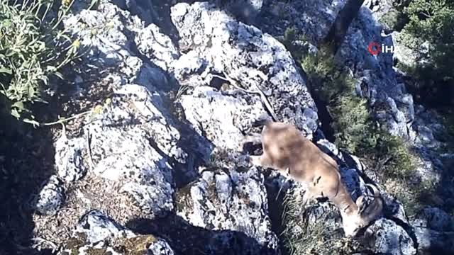 Yaban keçisi ve yaban kedisi fotokapana yakalandı