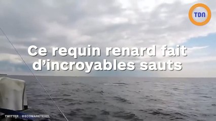 Ce requin renard fait d'incroyables sauts