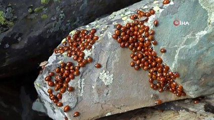 Bu böcek yaşadığı şehre uğur getiriyor