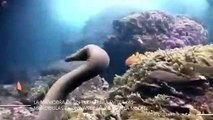 La maniobra de un pulpo para evitar las mandíbulas de una anguila y evitar la muerte