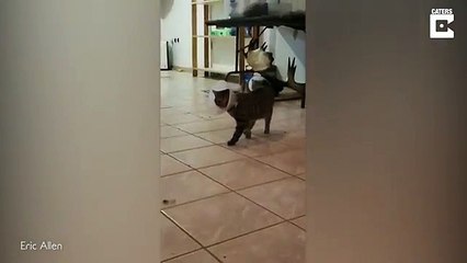 Un chat danse sur la chanson Staying Alice