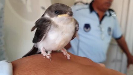 İşyerine giren yavru ebabili yetkililere teslim etti