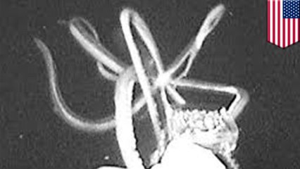 Giant squid caught on video for the first time ever in U.S. waters