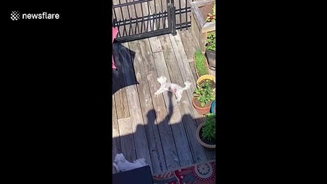 Shadow pup-pets! Confused dog thinks his neighbour’s shadow is stroking him