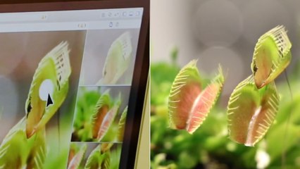 Download Video: 'Cyborg botany' is a process that turns plants into electronic devices