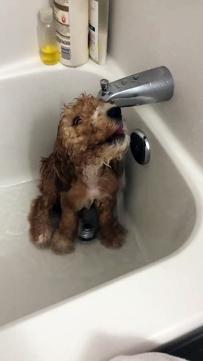 Bain d'un chiot, qui caresse la douche ! trop mignon