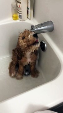 Bain d'un chiot, qui caresse la douche ! trop mignon