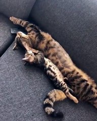 Ce chaton refuse de laisser sa mère dormir. Trop chou !