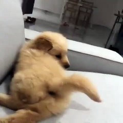 Ce mignon chiot a enfin trouvé sa queue. Trop cute !