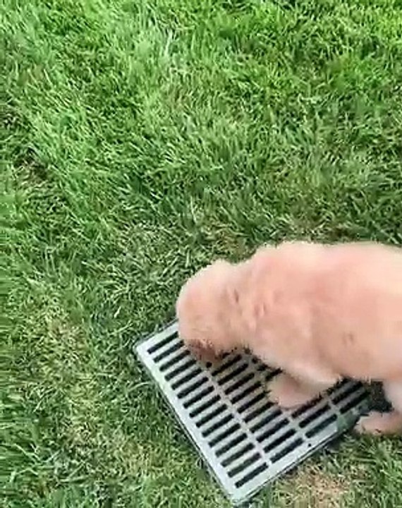 Cet adorable chiot adore jouer avec l'eau dans le jardin !