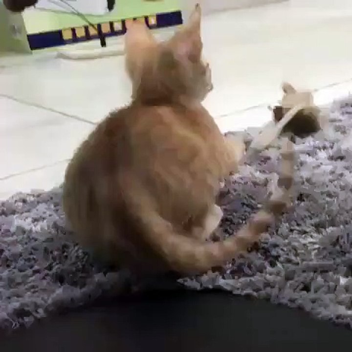 Regardez comment ce chat prend de l’élan. Trop mimi !