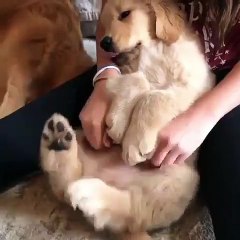 Cette chienne a une drole de réaction quand on la chatouille. Regardez !