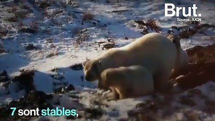 Affamés, délogés, dispersés...  Les ours blancs, grandes victimes de la fonte des glaces