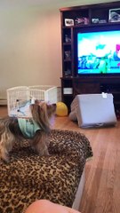 Pooch Plays Bounce the Balloon