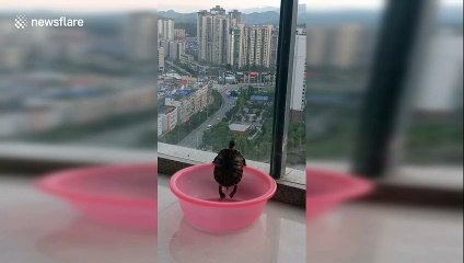 Determined turtle in China can't quite climb out of a plastic bowl