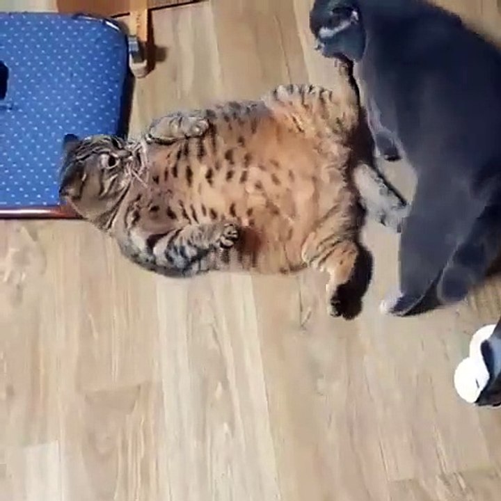 Ce gros chat ne se laisse pas faire. Admirez !