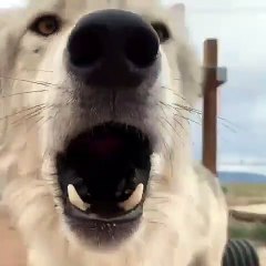 Hypnotisant ! Le hurlement de ce loup va vous surprendre.