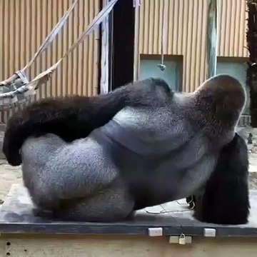 Hilarant ! Regardez ce que va faire ce grand gorille !