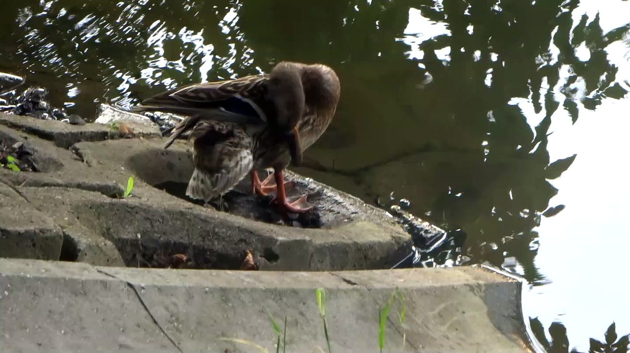 wild ducks