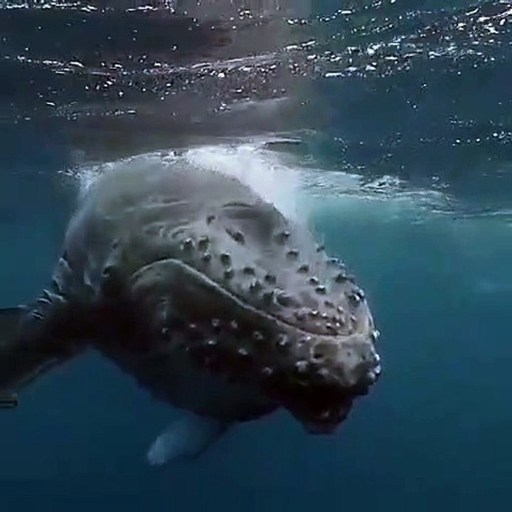 Fascinant ! Cette baleine est tout simplement superbe