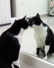 Quand une chatte tombe amoureuse de son reflet, voici ce qui arrive !