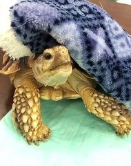 Cette tortue n’apprécie pas la couverture et essaie de l'enlever. Trop drôle !