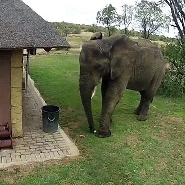 Cet éléphant a été filmé en vidéo ramassant des déchets et les jetant dans la poubelle