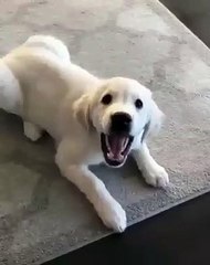 Ce chien peut devenir ce qu'il veut. Regardez le !