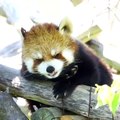 Si vous aimez les panda roux, vous allez adorer celui-ci !
