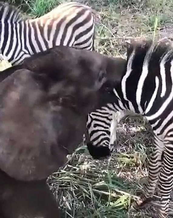Un petit éléphant donne des bisous à un zèbre. Trop mimi !