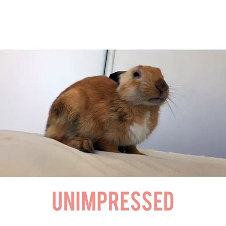 Cette lapine est drôle et adorable. Admirez ce qu'elle fait !