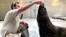 Canicule : le zoo de Vincennes respecte « la biologie de l'animal »
