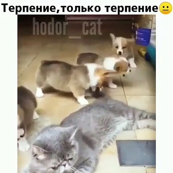 Ces chiots ne veulent pas laisser une chatte dormir en paix. Trop marrant !