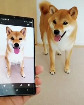 Cette chienne est très intelligente. Regardez ce qu'elle fait !