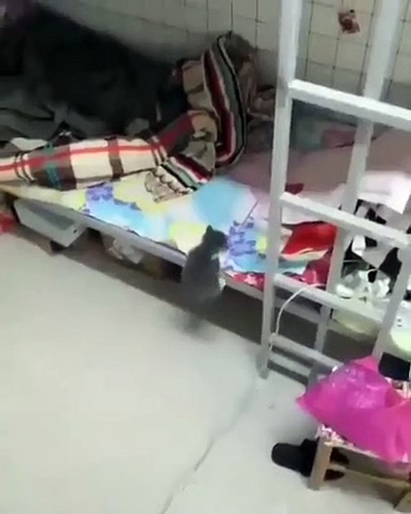 Ce chaton qui tente de monter sur un lit va vous faire sourire !