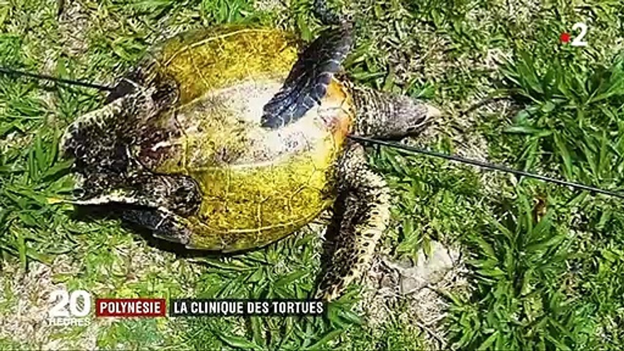 Polynésie : la clinique des tortues soigne l'espèce menacée