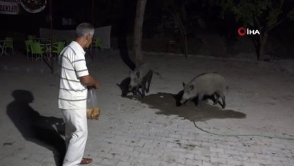 Yaban domuzlarını elleriyle besliyor