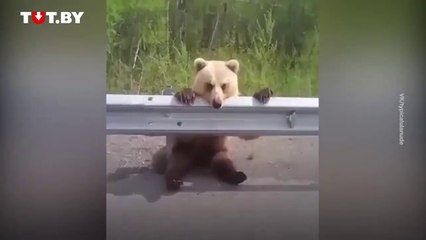 Un russe croise un ourson seul au bord de la route !