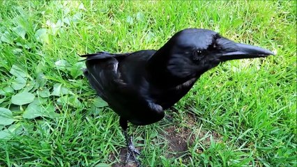Ce corbeau est dressé comme un chien