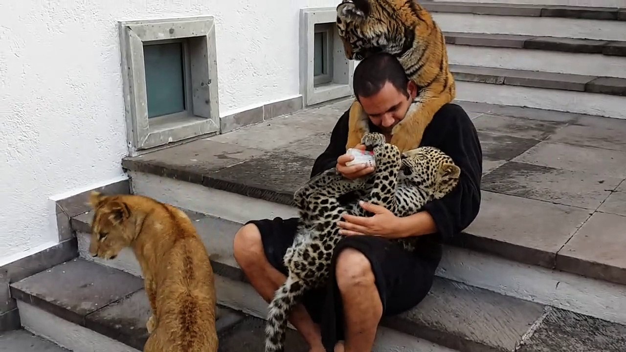 Gros calin entre un  lion, un tigre, une panthère.... et leur dresseur