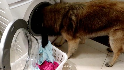 Doggo Does Laundry