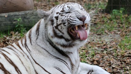 New White Tiger At Big Cat Rescue
