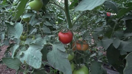 Tokat domatesi tarlada sezonu 1.70 liradan açtı