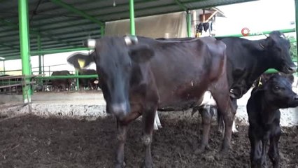 Suni tohumlama ile gelen 3'üz buzağılar üreticisini sevindirdi