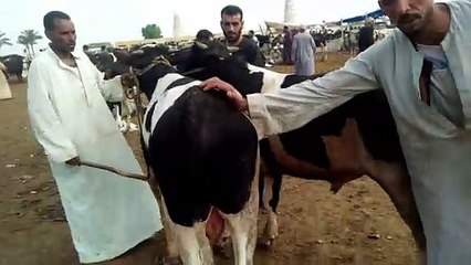 اسعار العجول فى سوق المواشى  بدمنهور البحيرة