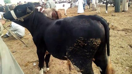 سعر عجل بقرى فى سوق المواشى بدمنهور