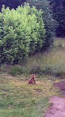 Fox Dive-Bombed By Crows